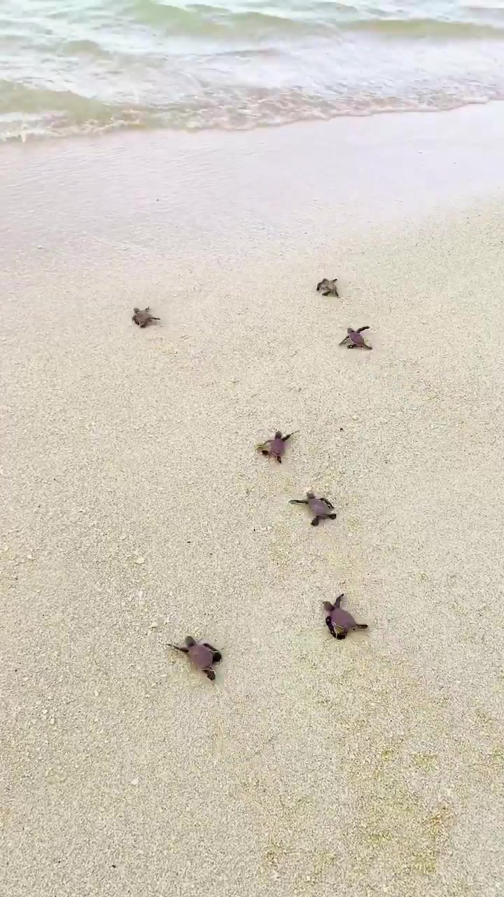 Baby Sea Turtles' Journey to the Ocean