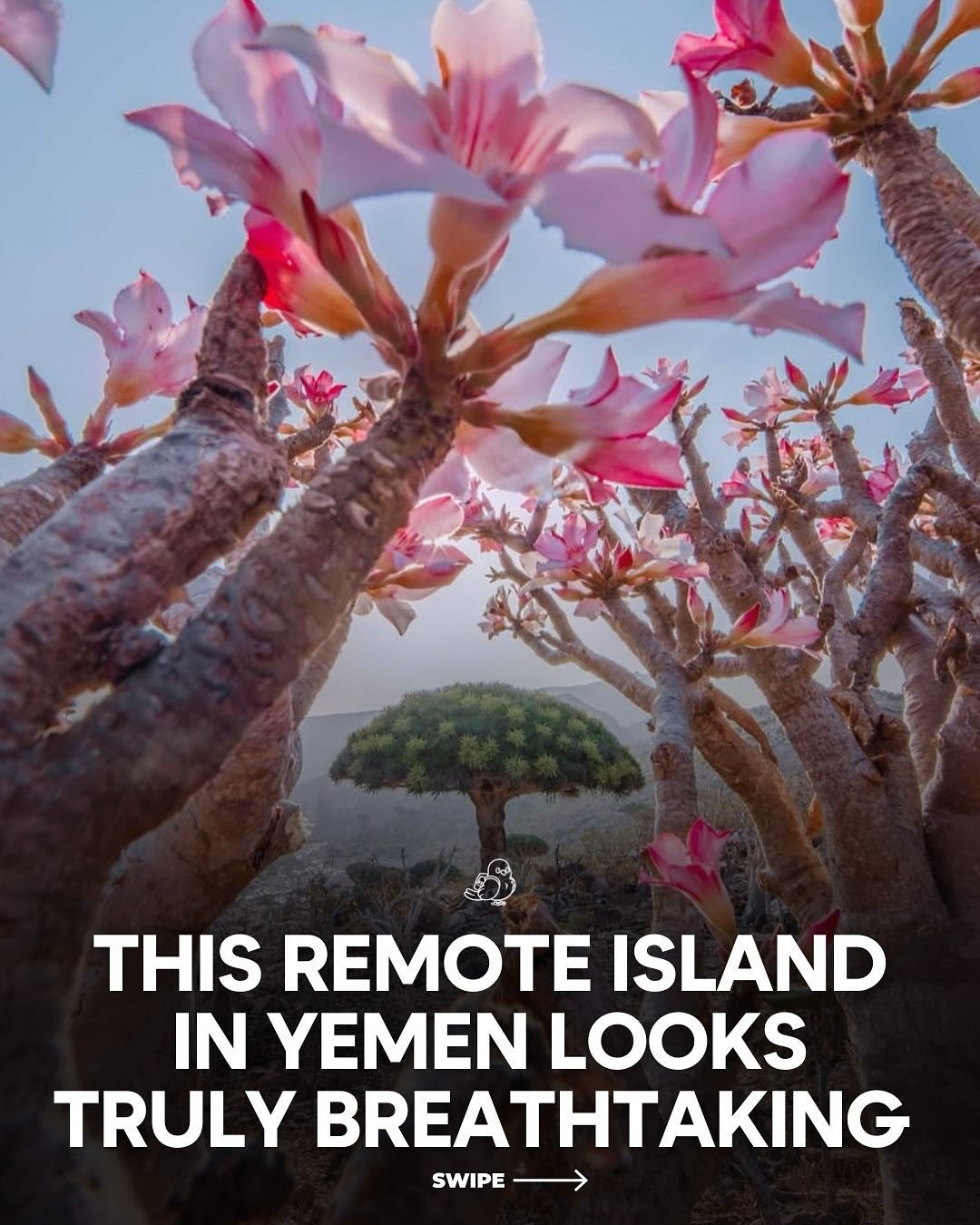 Discover Socotra: Yemen's Remote Island of Biodiversity